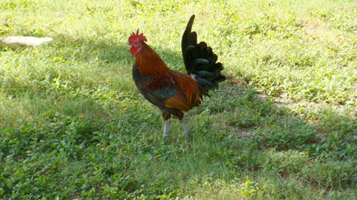 A Key West chicken